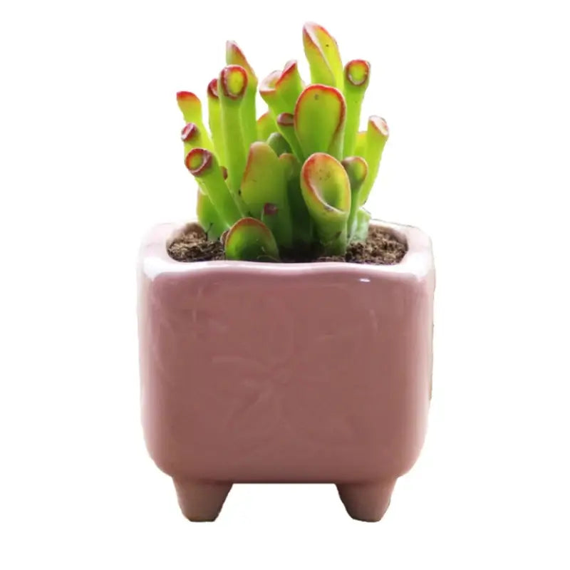 Succulent Pot Ceramic Thumb Mini Plant Flower Pot Personality Creative Pot Retro Simple Succulent Flowerpot Basin Pot Combinatio